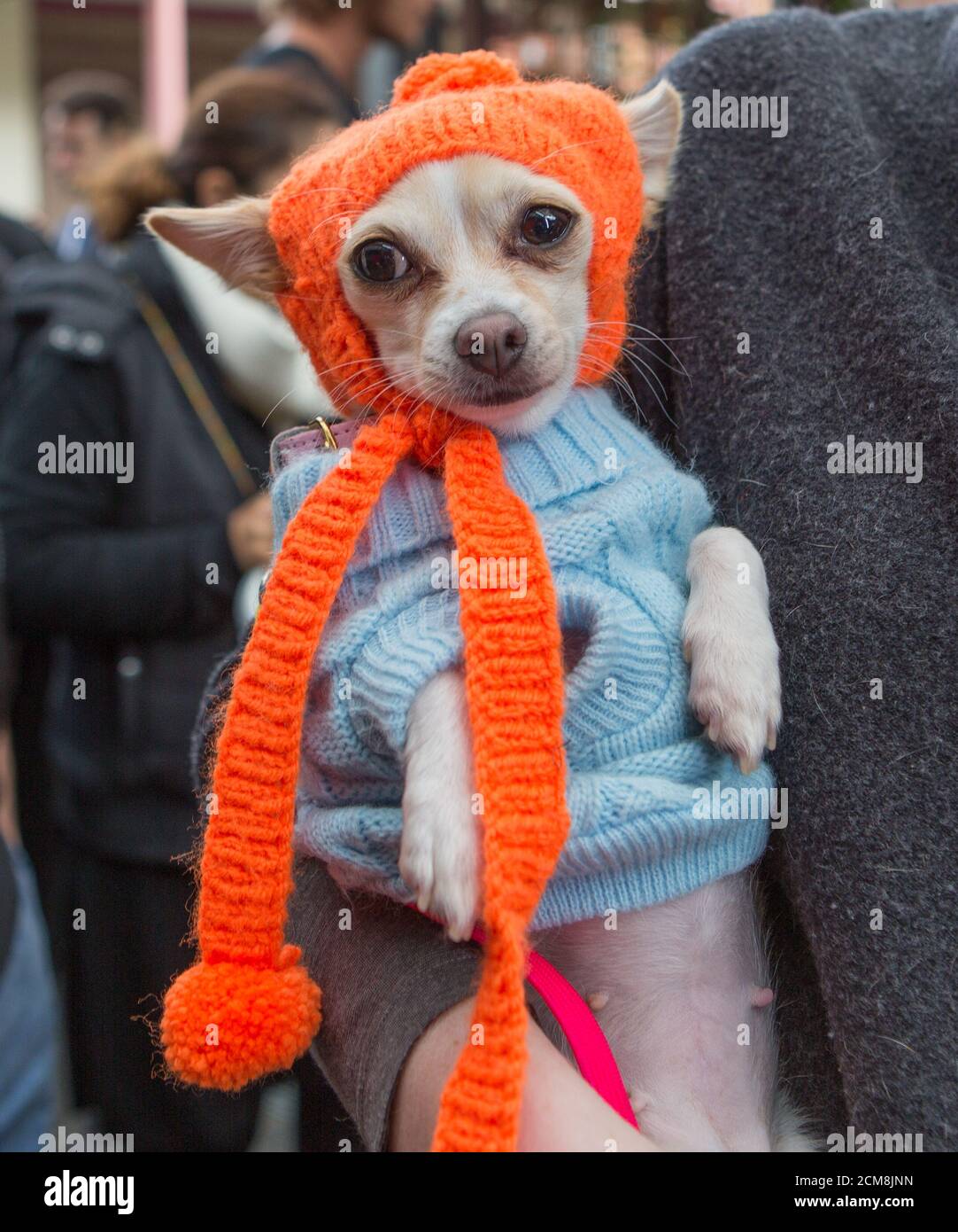 PET Chihuahua in Winterkleidung, Melbourne Stockfoto