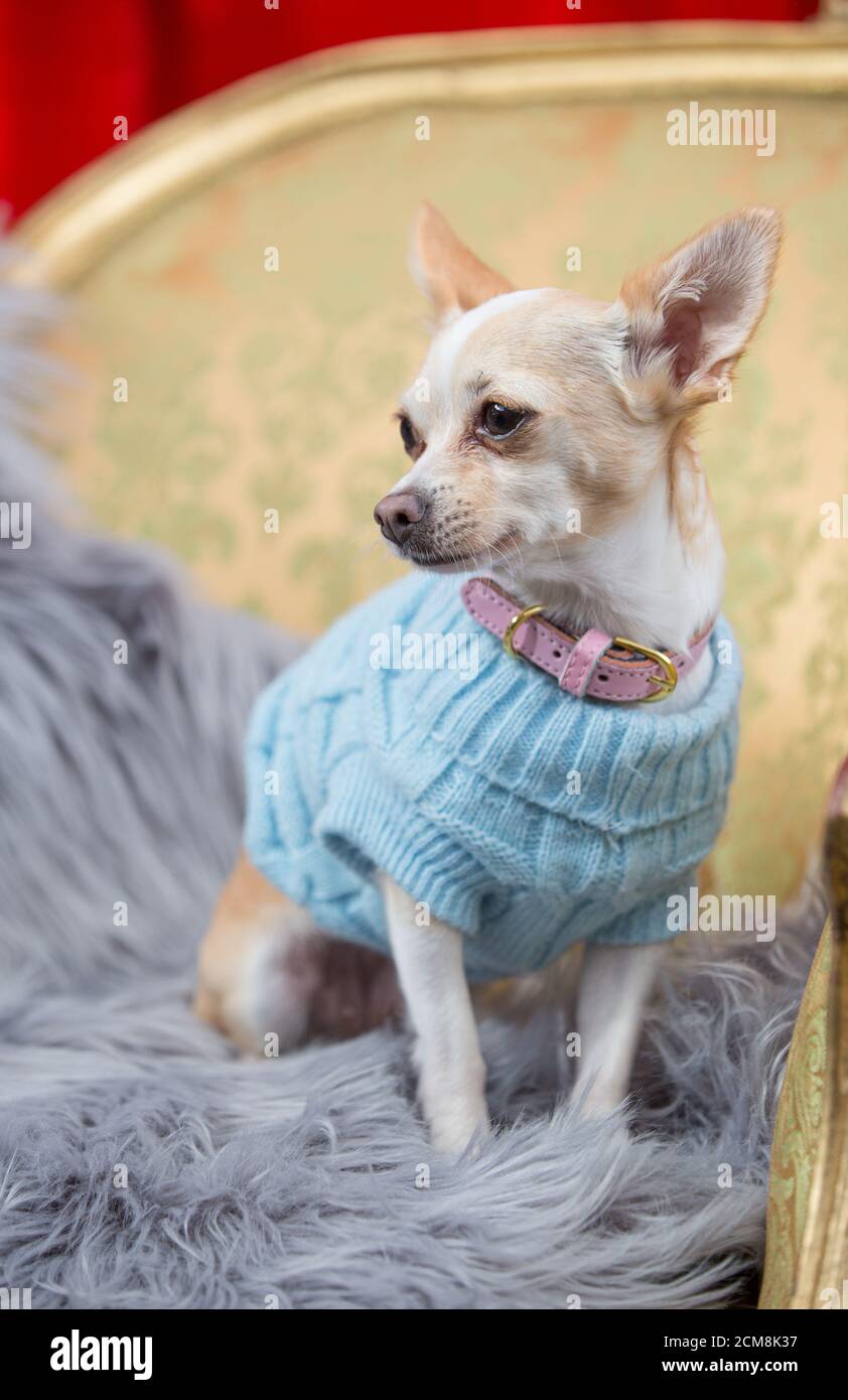 PET Chihuahua in Winterkleidung, Melbourne Stockfoto
