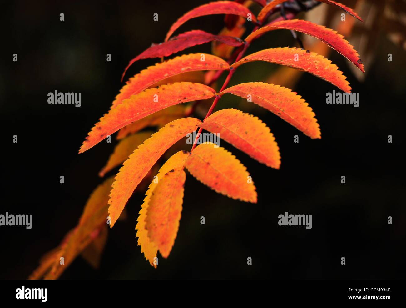 Gelb-rötliches Herbstblatt mit gezackten Rändern Stockfoto