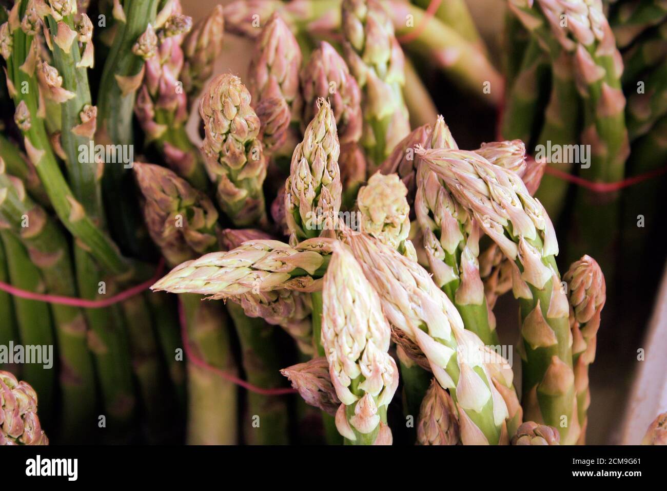 Spargel Stockfoto