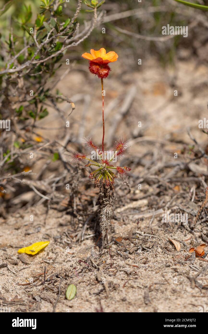 Drosera barbigera, östlich von Jurien Bay, Westaustralien Stockfoto