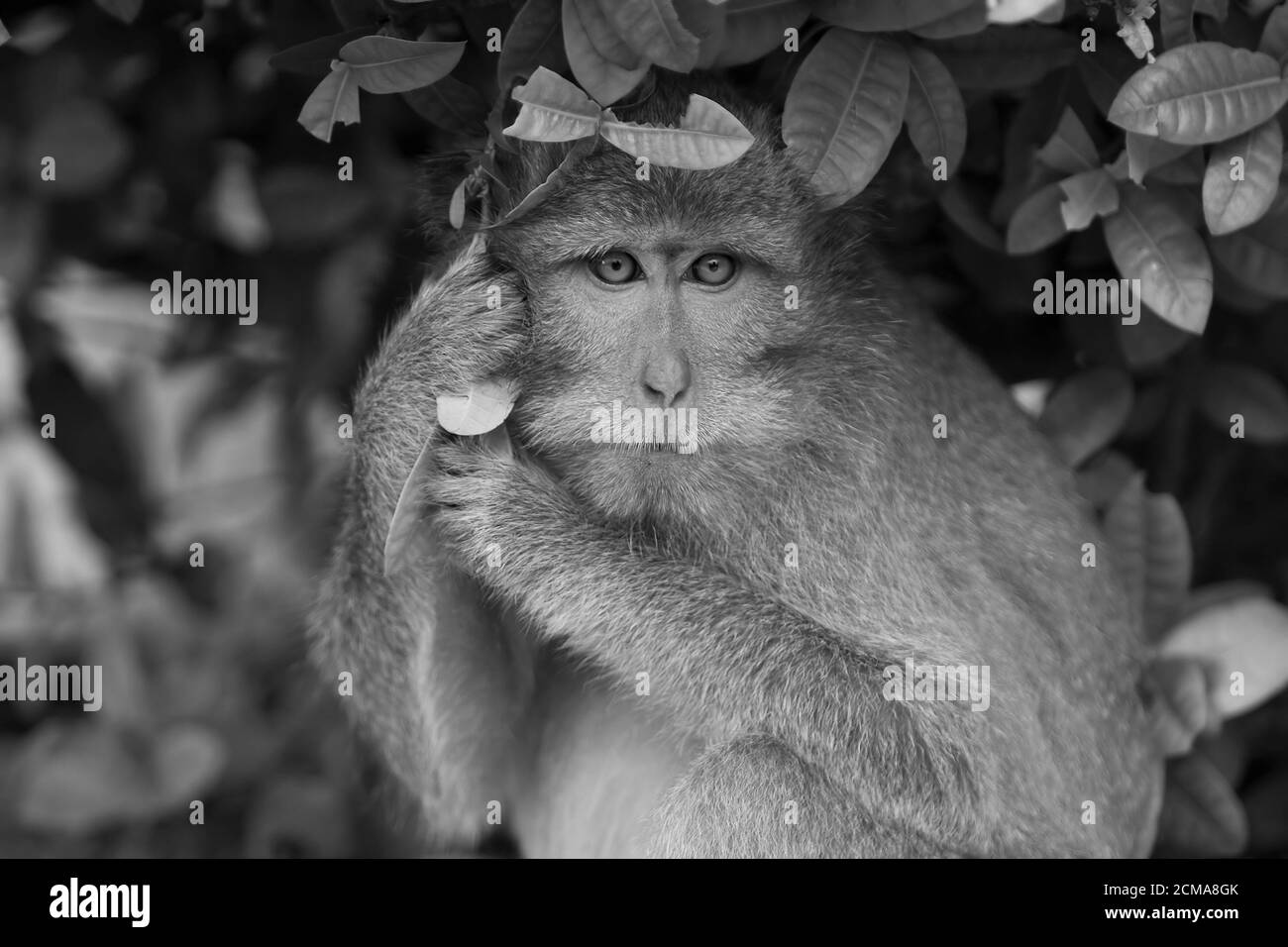 Makaken-Affen Stockfoto