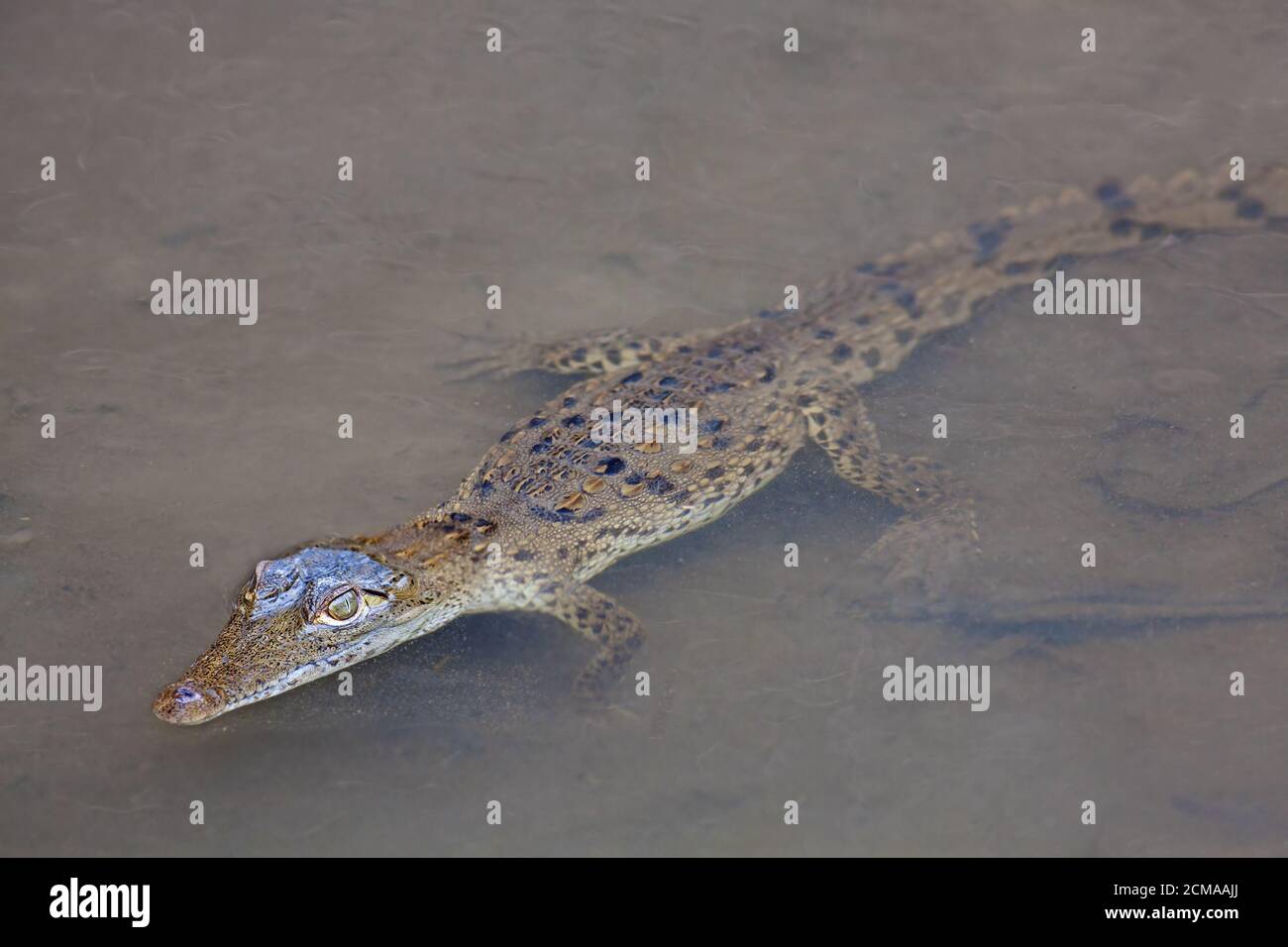 Baby Krokodil im Wasser Stockfoto