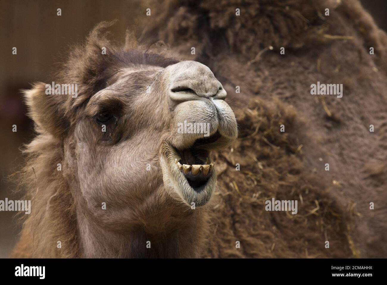 Kameliden Stockfoto