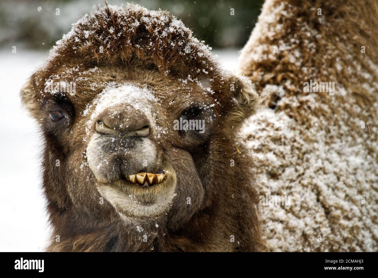 Kameliden im Winter Stockfoto