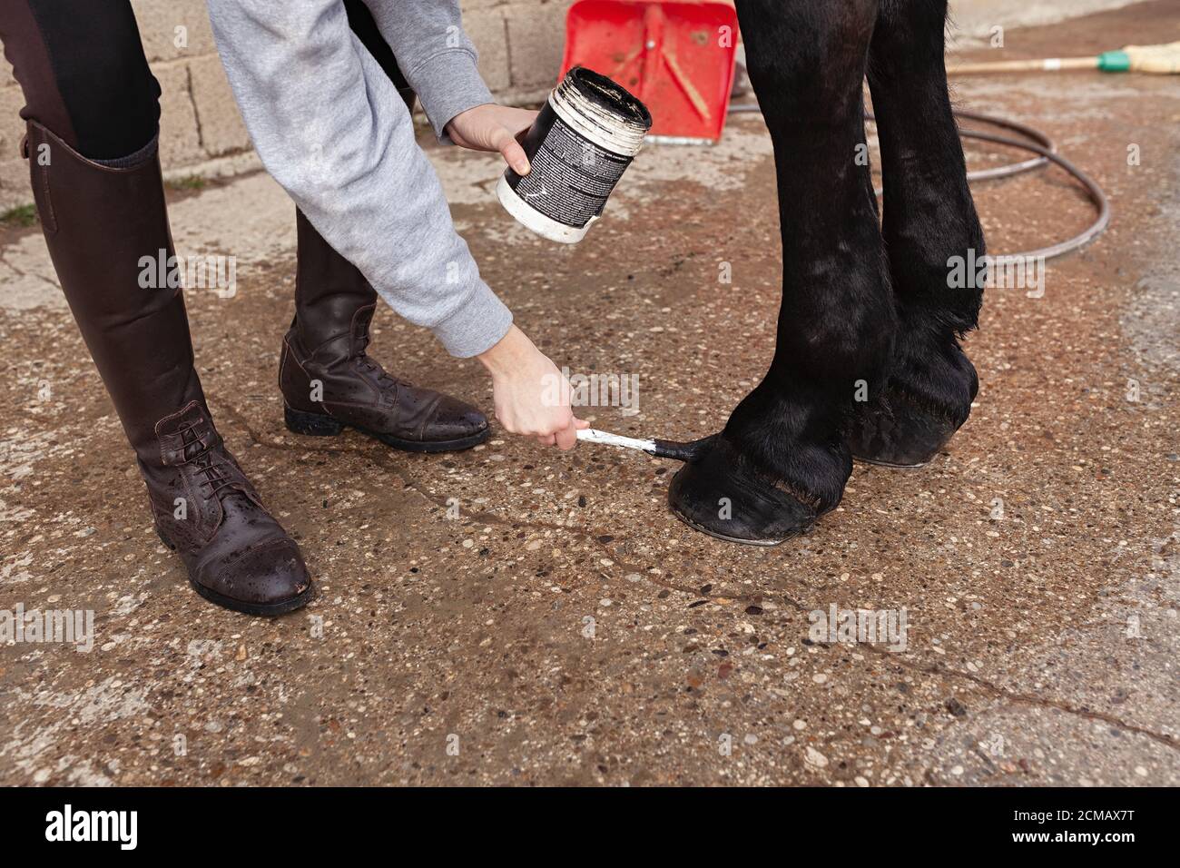 Frau, die schwarze Salbe mit einem Pinsel auf dem Pferdehub verteilt und die Salbe in der Hand hält Stockfoto