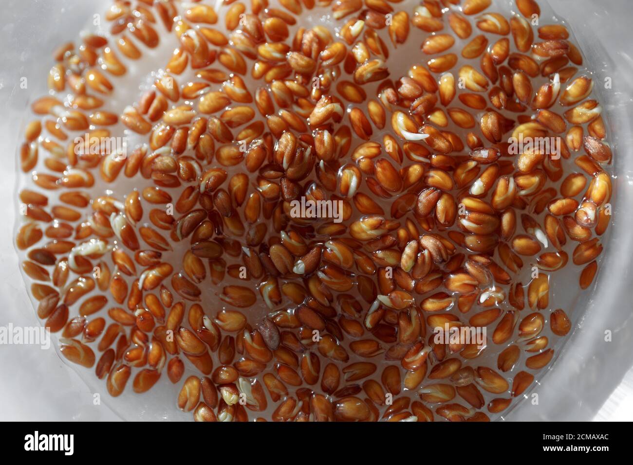 Sprouted Cress Seeds, Micro Greens. Wachsende Sprossen. Veganes Konzept. Stockfoto