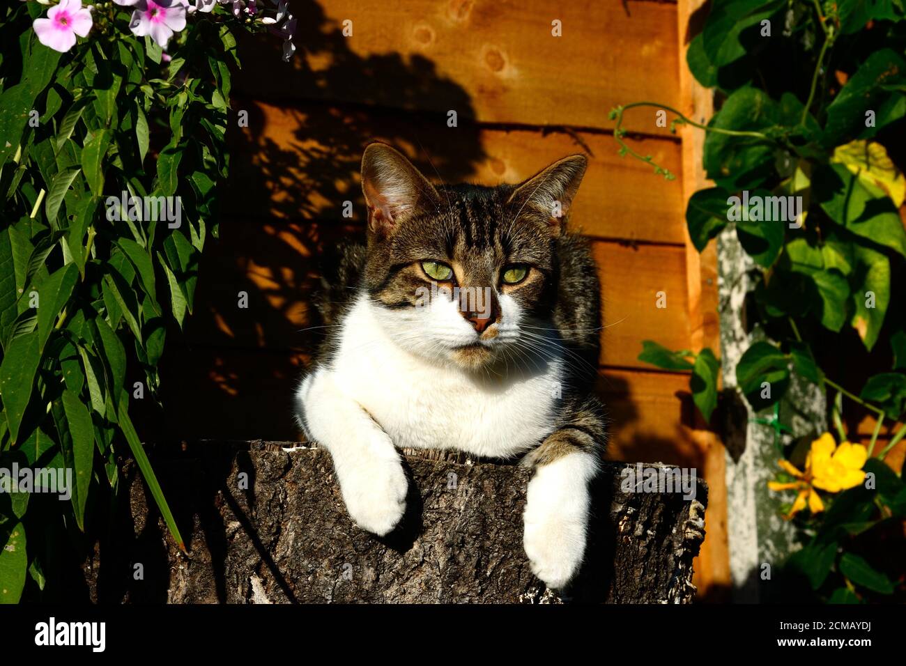 Eine heimische kurzhaarige gestromte Katze, die auf einem Baumstumpf in einem englischen Garten sitzt. Stockfoto