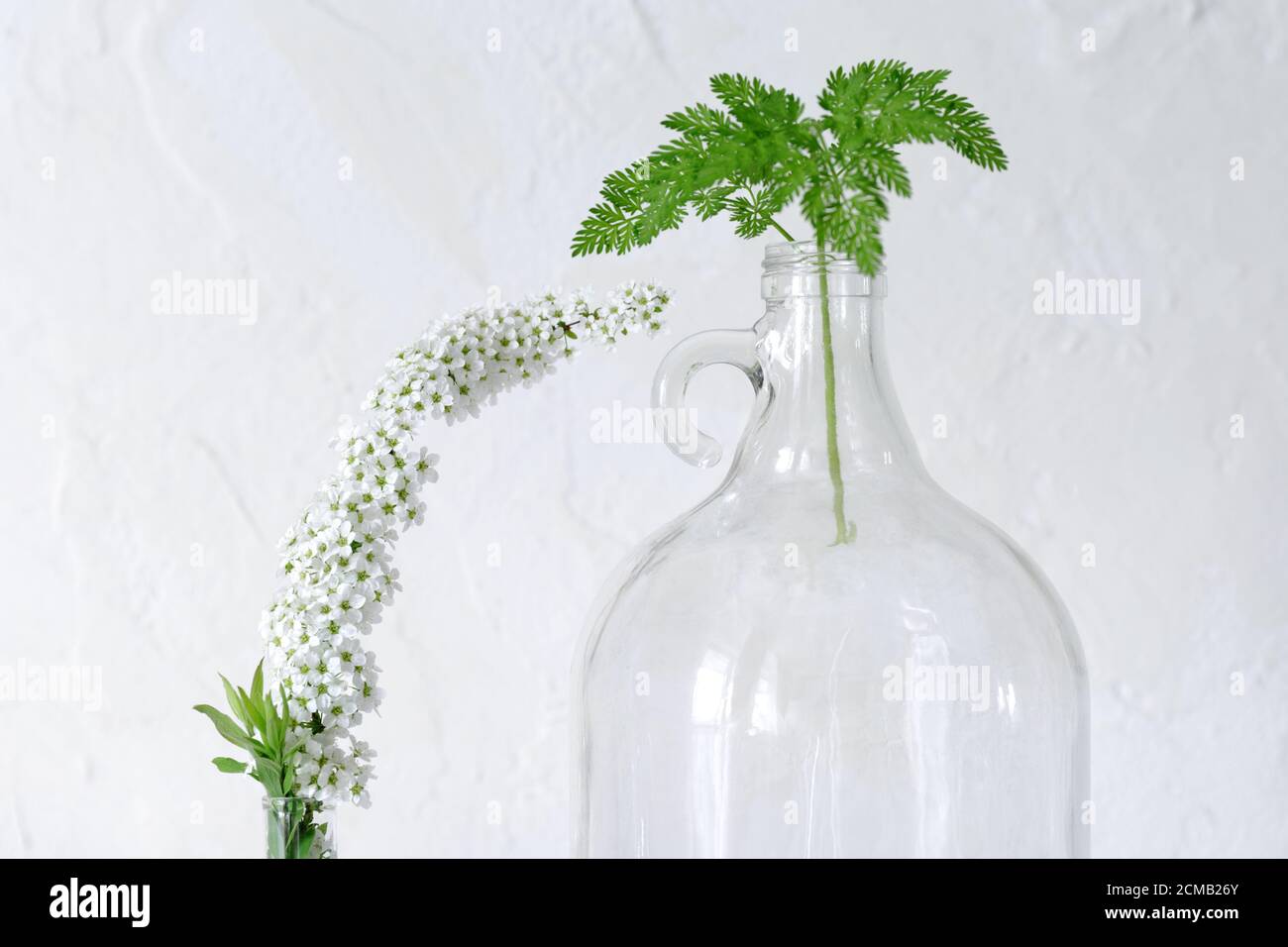 Ein grünes Blatt einer Waldpflanze in einem großen Glas Weinflasche mit einem Griff neben einem eleganten Strauch Zweig blüht mit kleinen weißen Blüten Stockfoto
