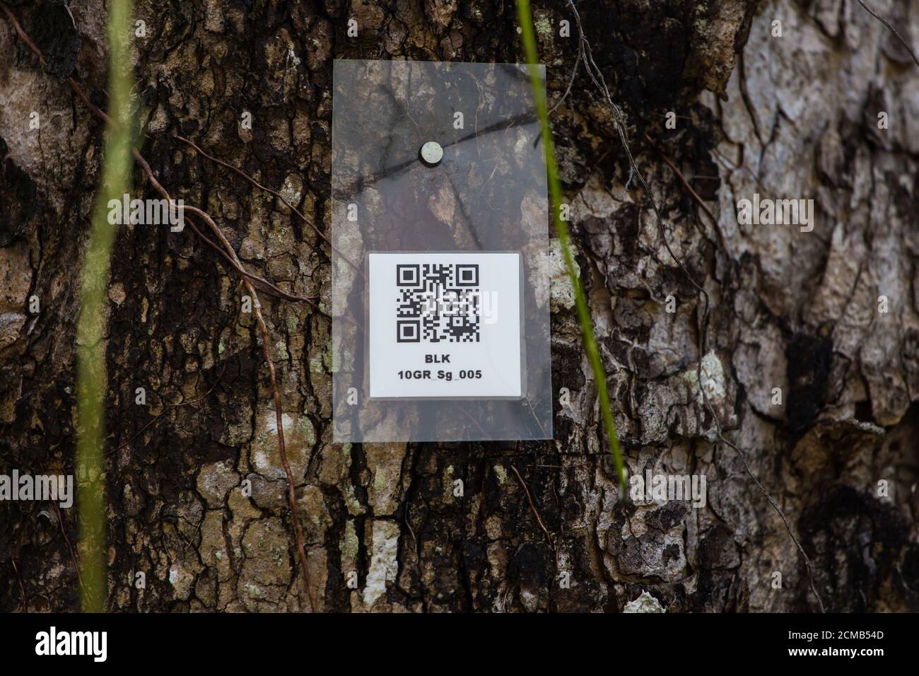 Eine QR-Code-Dichtung aus Kunststoff und zu Dokumentationszwecken auf den Baumstamm genagelt. Singapur Stockfoto