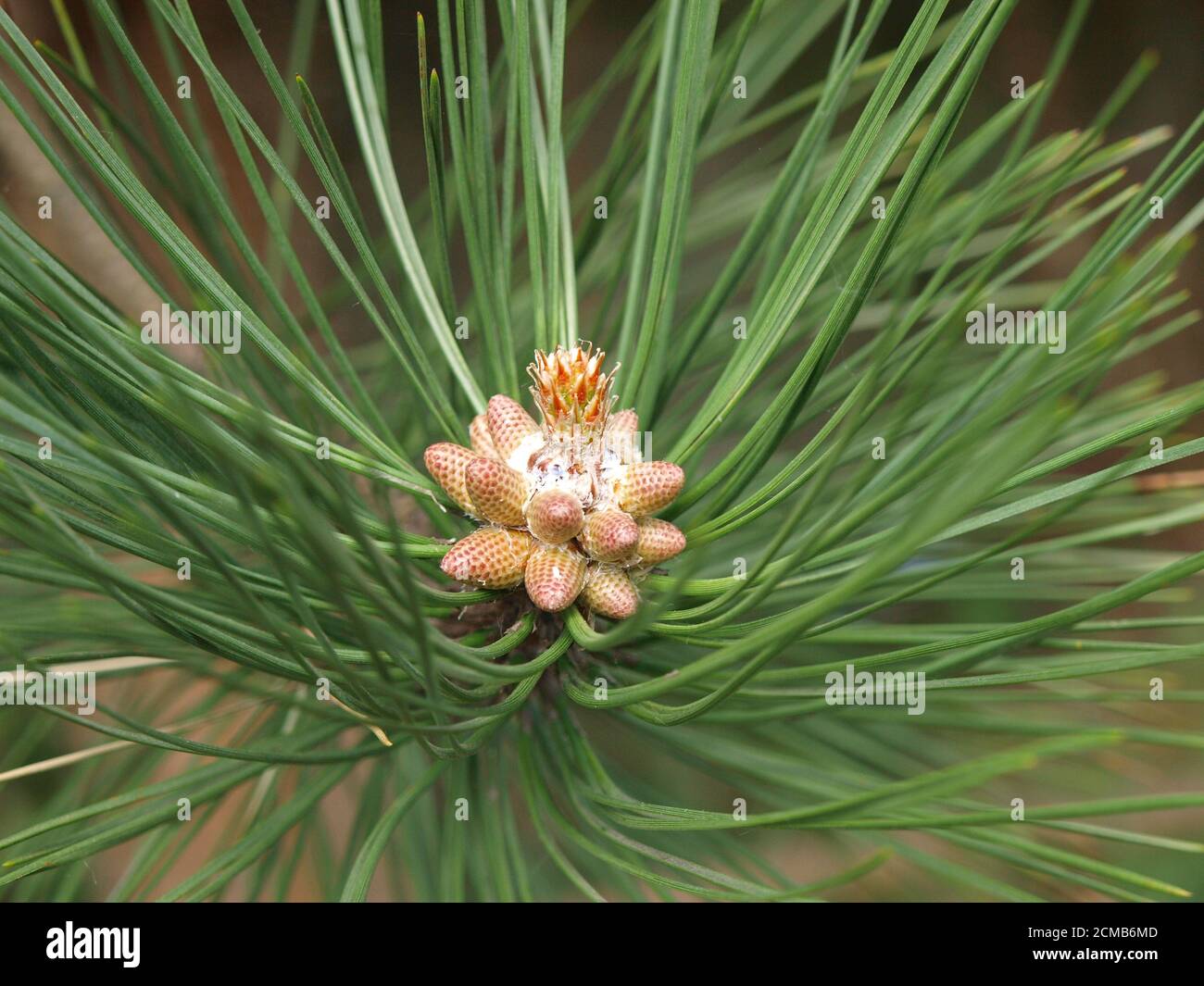 Pinus Nigra junge Zapfen und Blume Stockfoto