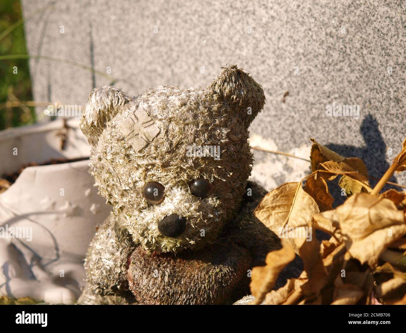 Teddybär an einer Grabseite gefunden Stockfoto