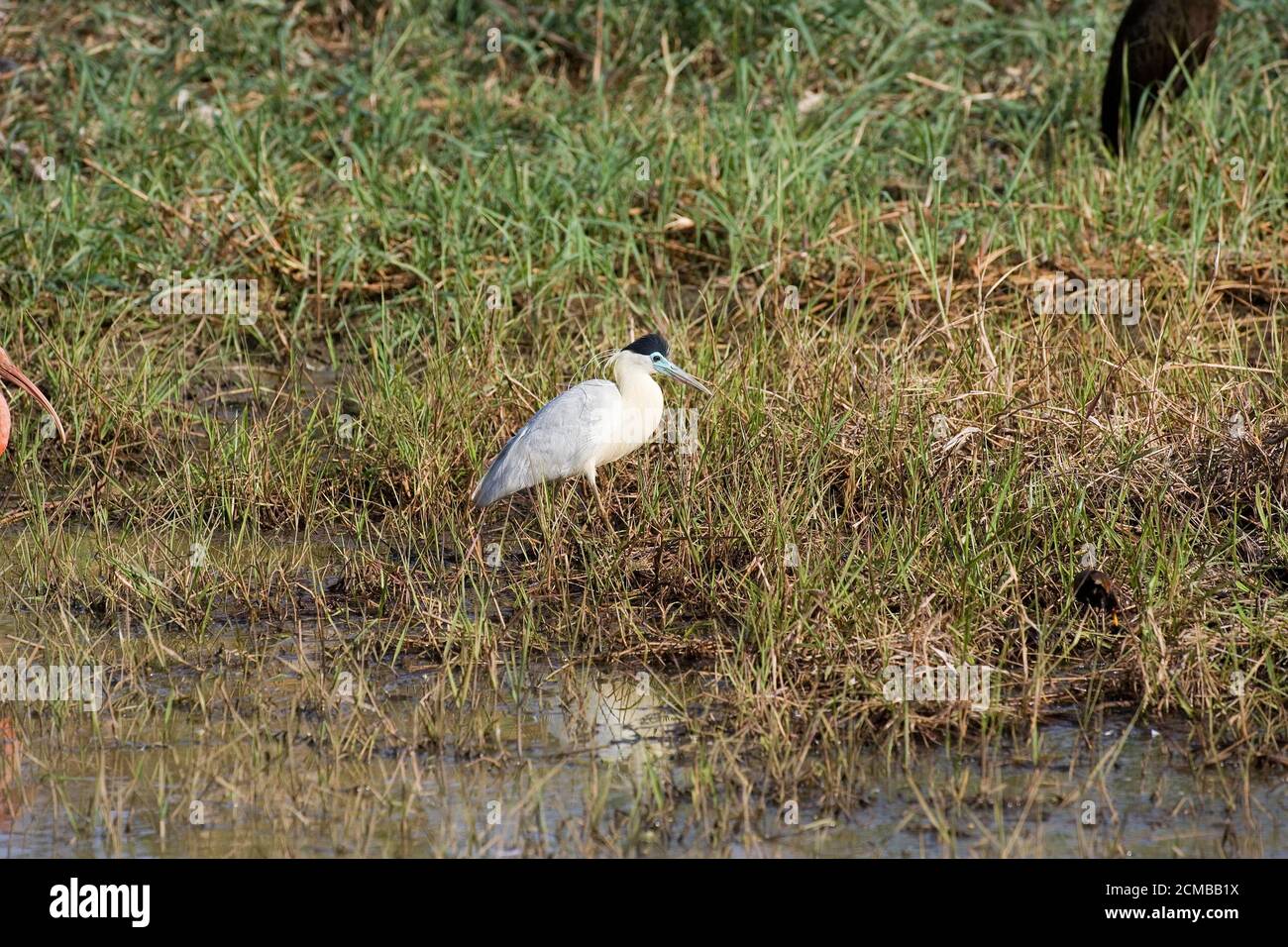 Mit einer Kappe bedeckt Heron, Pilhelodius pileatus, Erwachsene in der Nähe Von Wasser stehend, Los Lianos in Venezuela Stockfoto