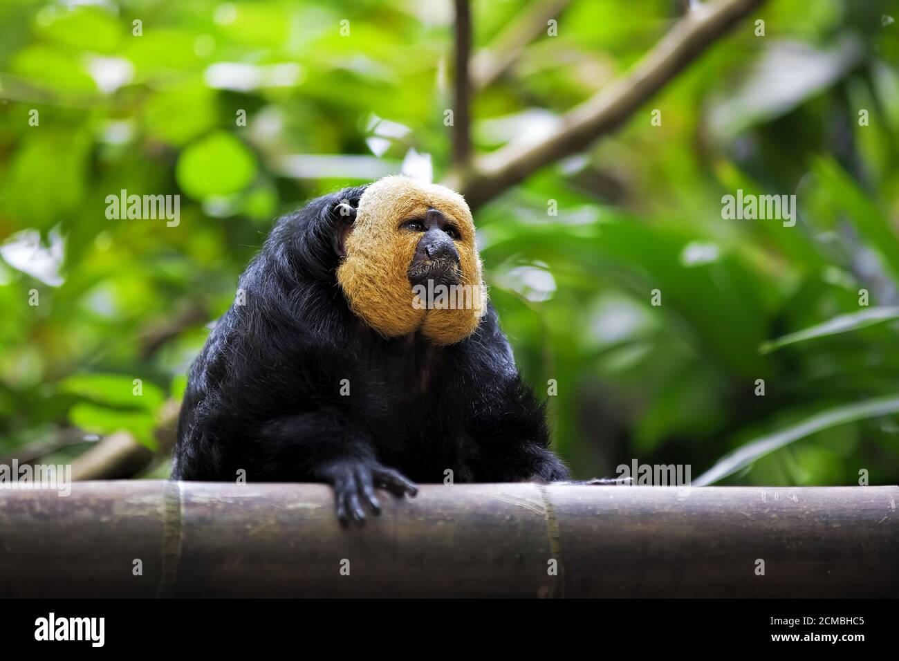 White-faced Saki Affen Stockfoto