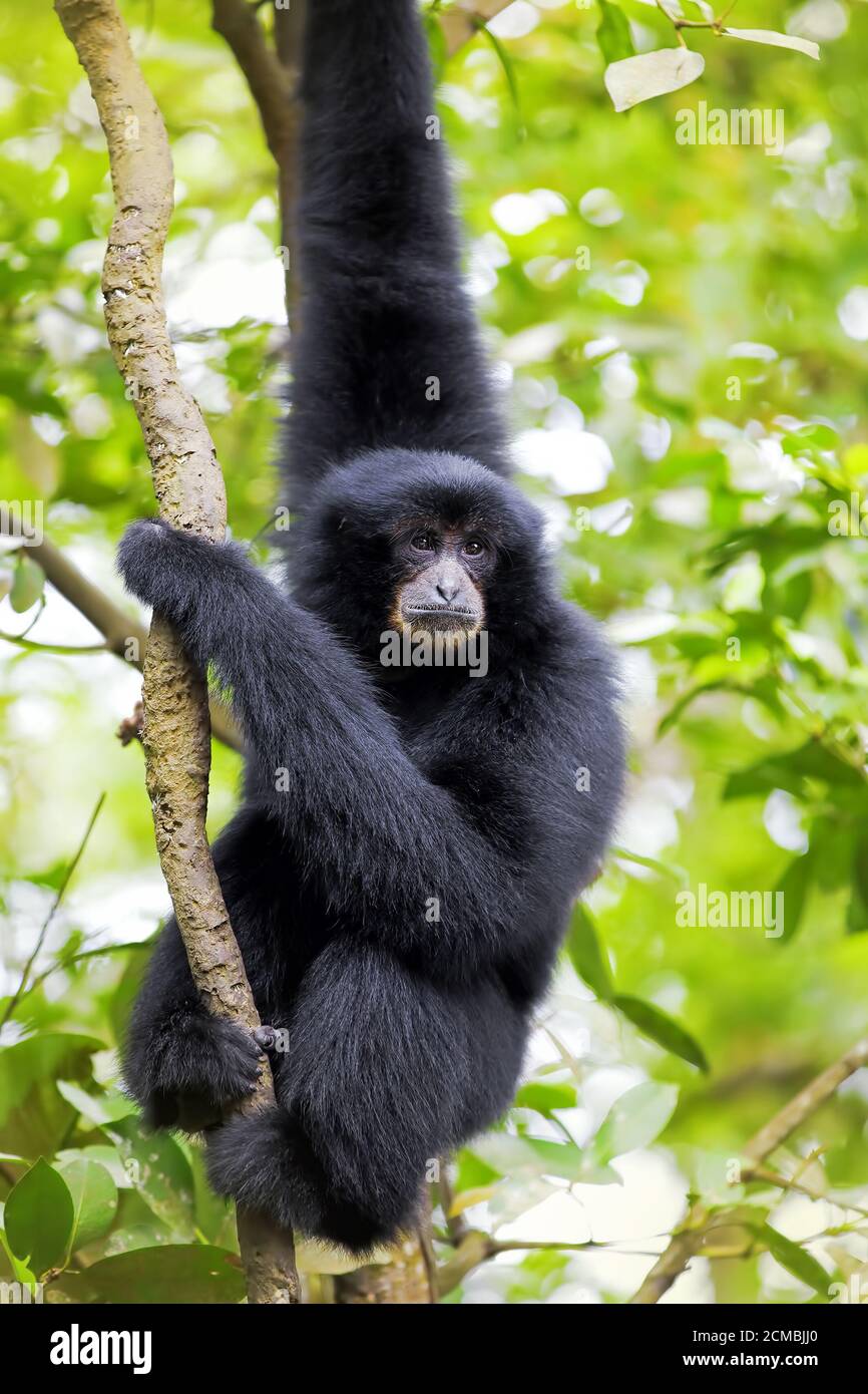 Siamang Gibbon Stockfoto