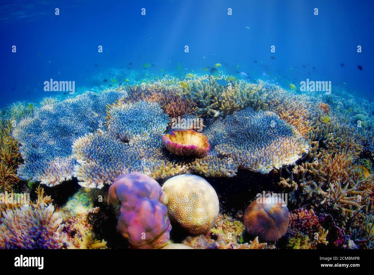 Unterwasser Korallenriff Stockfoto