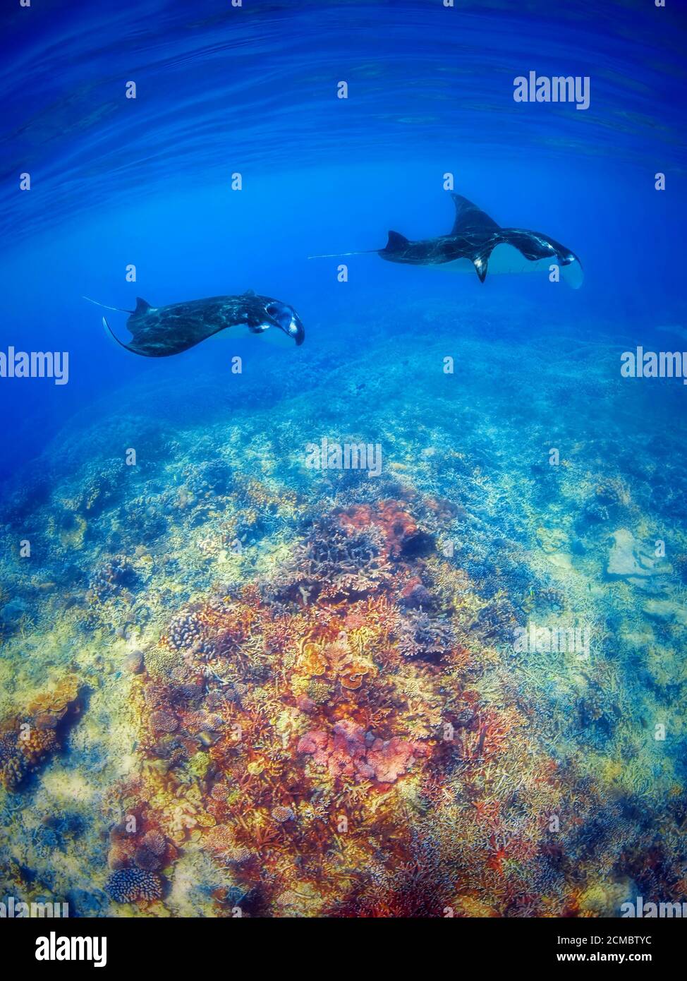 Riesiger Mantarochen Stockfotos Und Bilder Kaufen Alamy