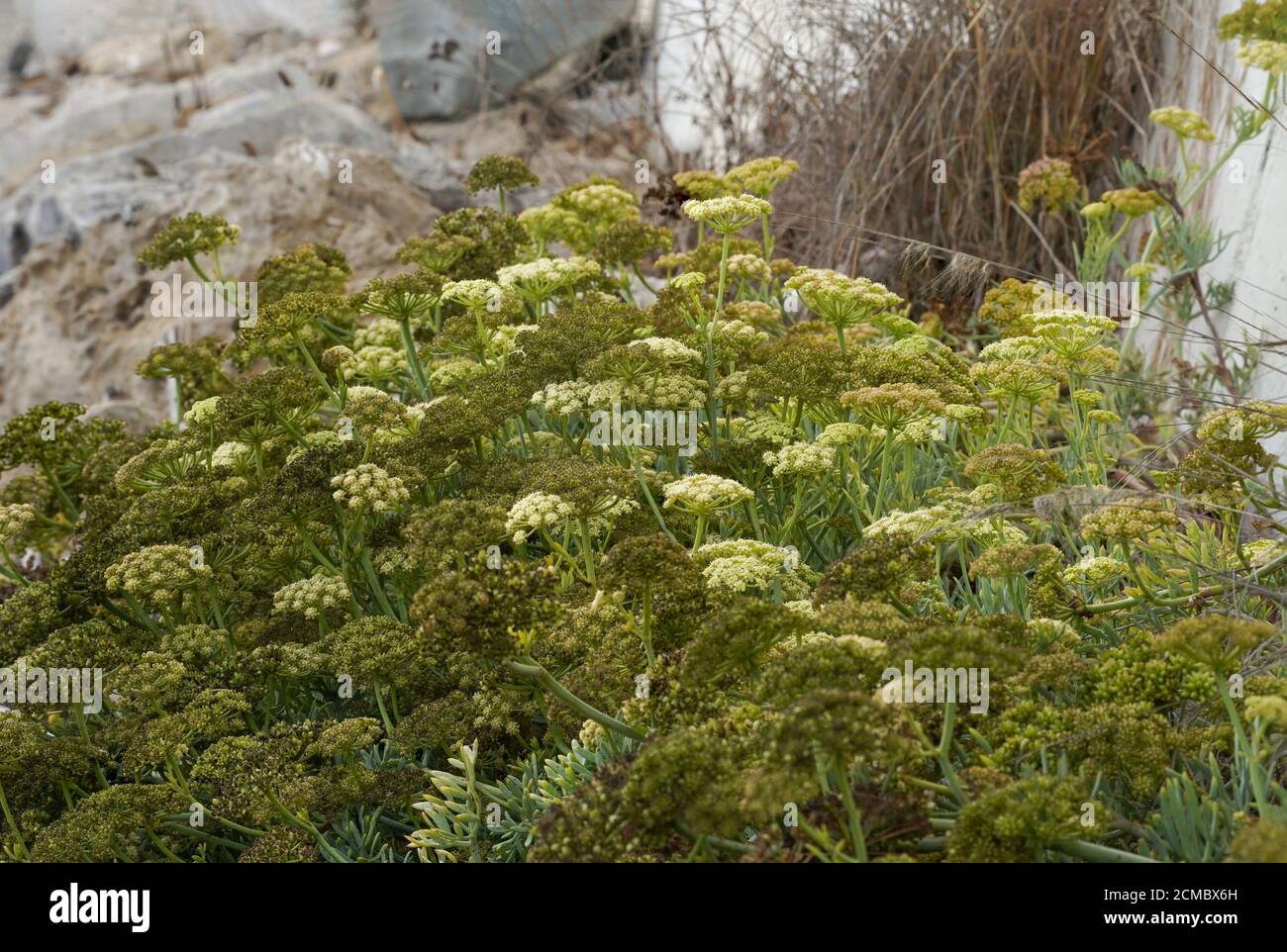 Felssamphire, essbare Wildpflanze, Felsenfenchel, Crithmum maritimum) am Meer, Andalusien, Spanien. Stockfoto