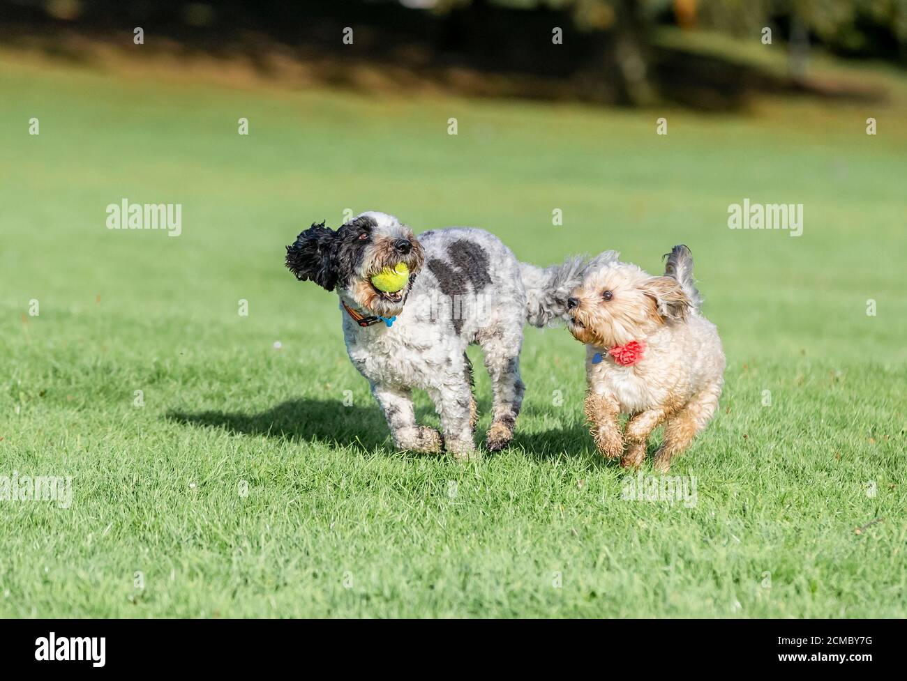 Northampton, Großbritannien, 17. September 2020. Barney ein schwarz-weißer Cockerpoo spielt Verfolgungsjagd mit kleineren Hunden, die an diesem Morgen im Abington Park Energie verbrennen. Kredit: Keith J Smith./Alamy Live Nachrichten Stockfoto