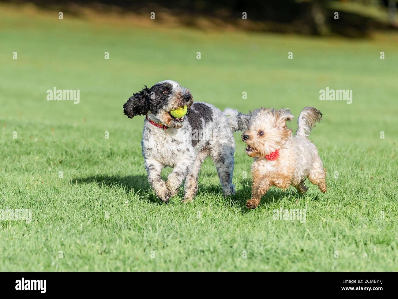 Northampton, Großbritannien, 17. September 2020. Barney ein schwarz-weißer Cockerpoo spielt Verfolgungsjagd mit kleineren Hunden, die an diesem Morgen im Abington Park Energie verbrennen. Kredit: Keith J Smith./Alamy Live Nachrichten Stockfoto