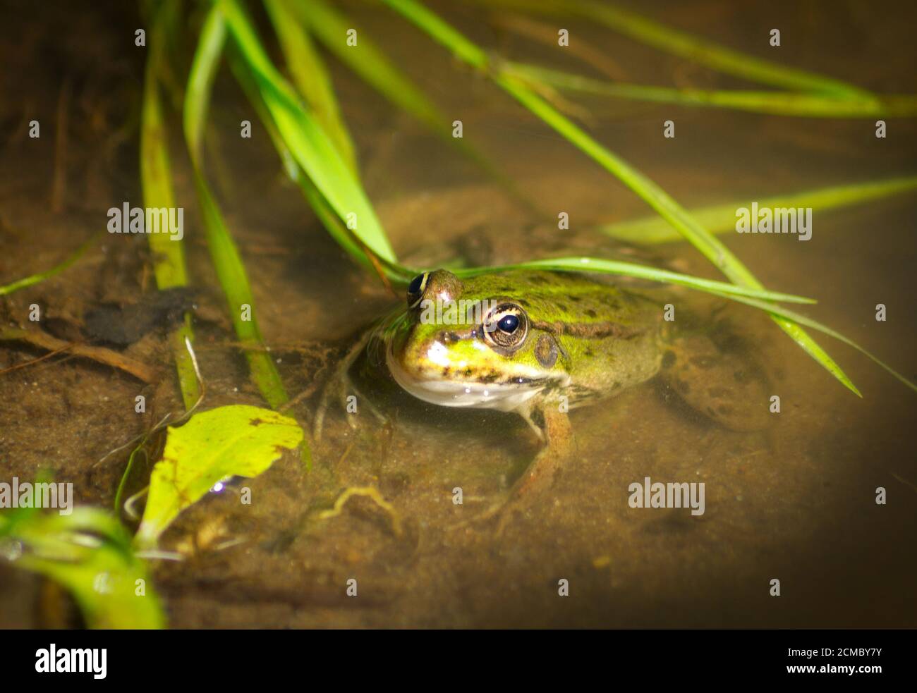 Grüner Frosch im Wasser Stockfoto