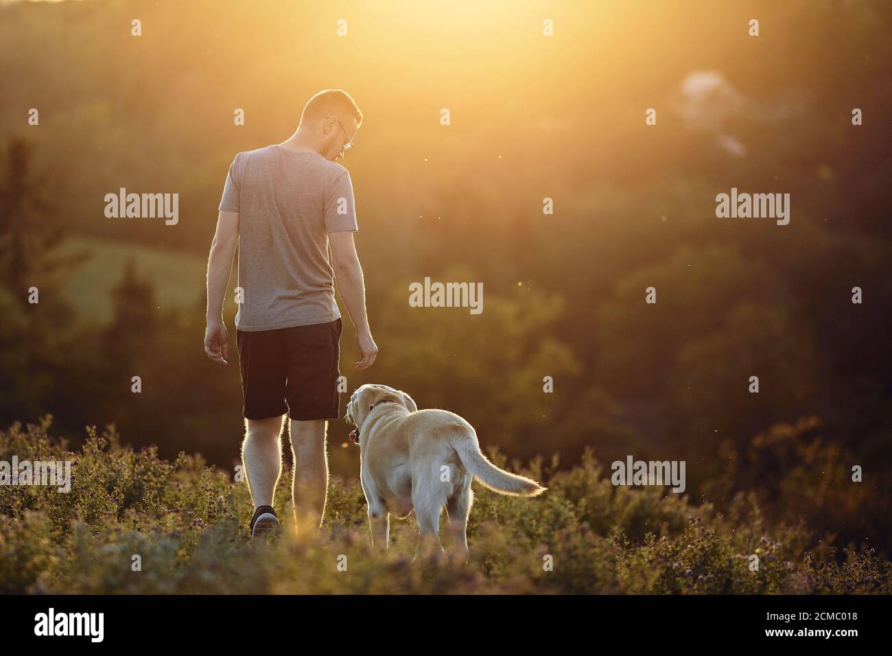 Mann mit Hund auf Wiese bei Sonnenuntergang. Tierbesitzer, der mit seinem süßen labrador Retriever im Gras läuft. Stockfoto