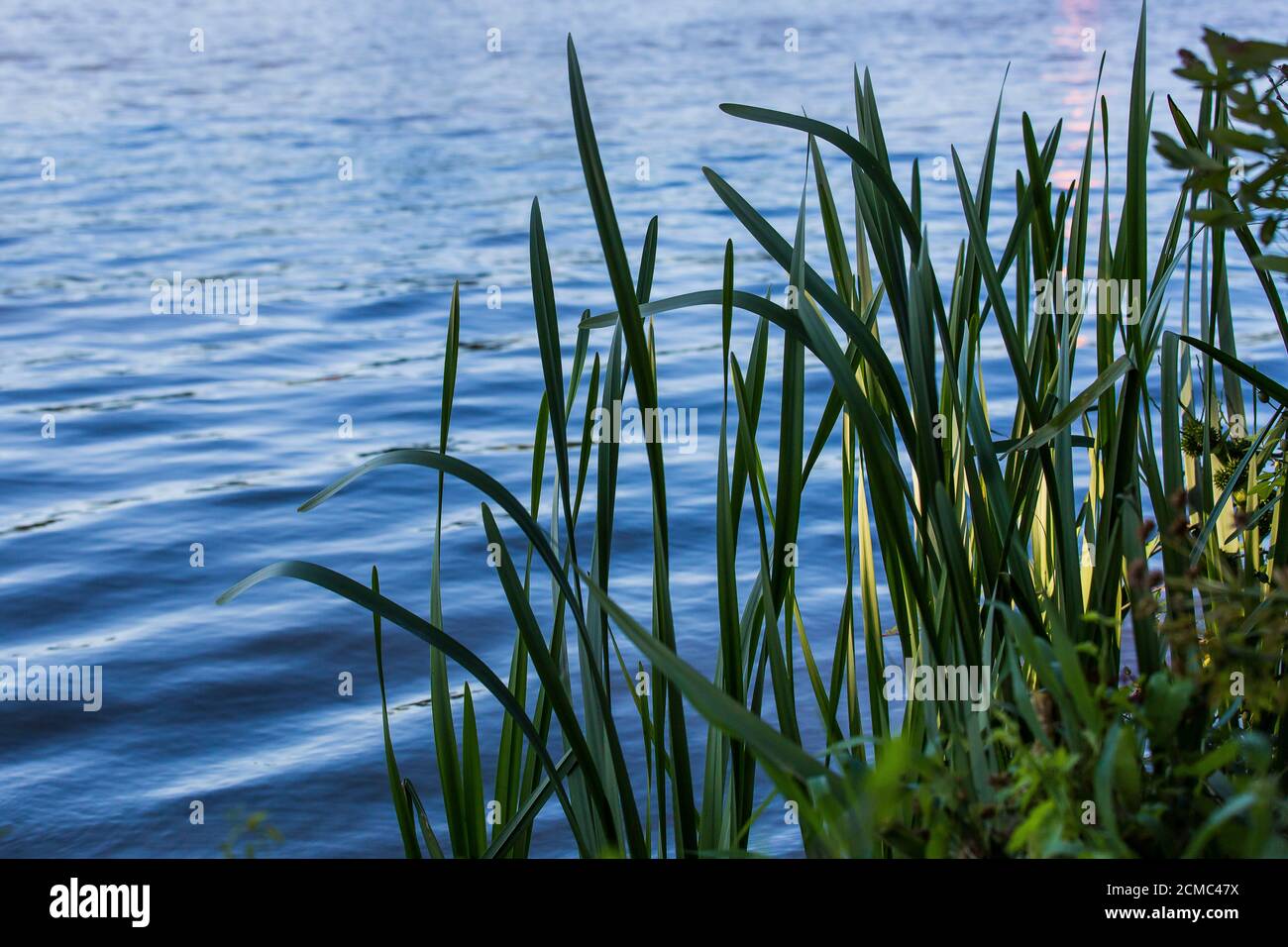 Schwimmen im Freien am Hever Castle Lake, Kent Stockfoto