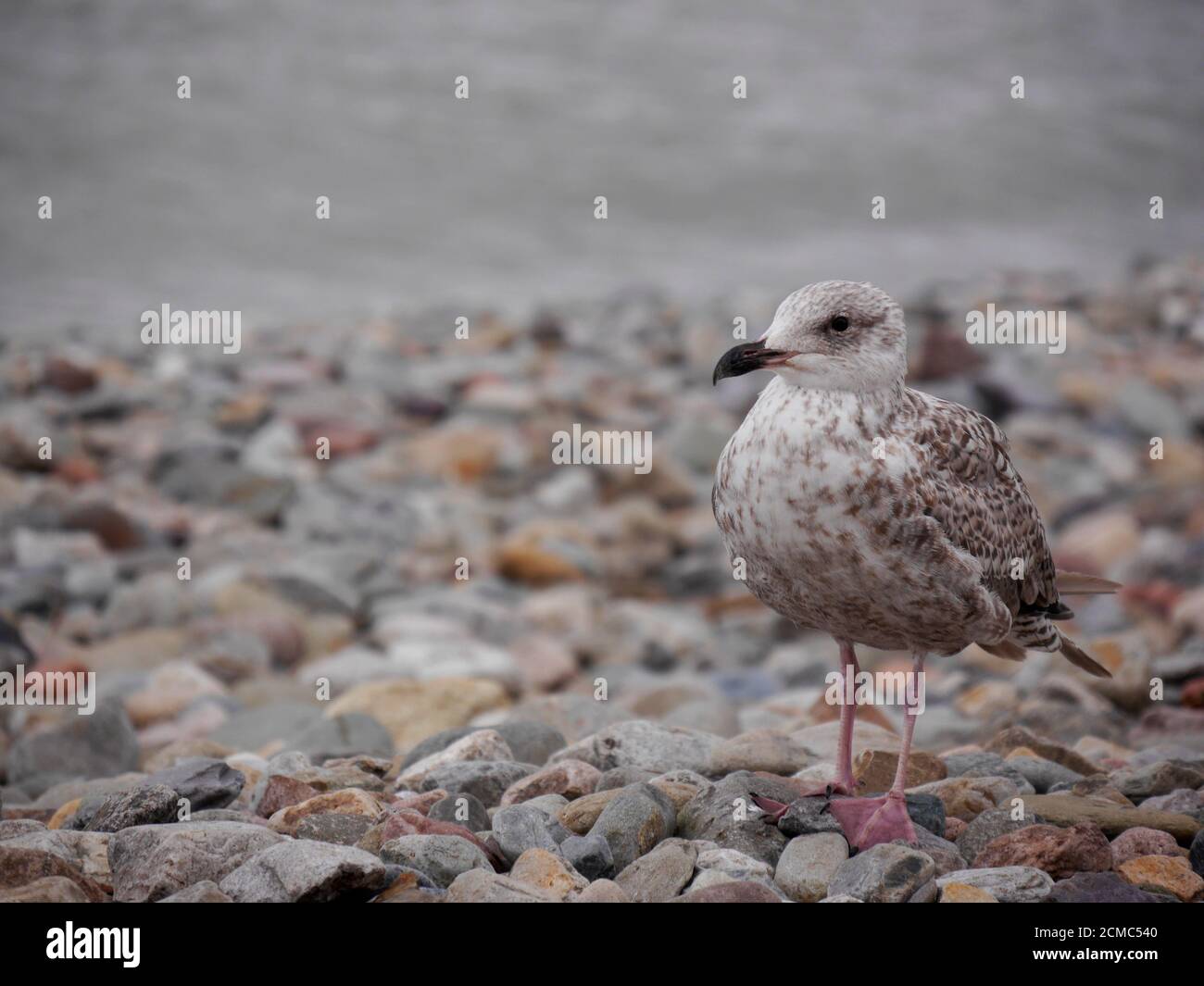 Nahaufnahme von Seagull am Strand, Wales, Großbritannien mit Kopierbereich Stockfoto
