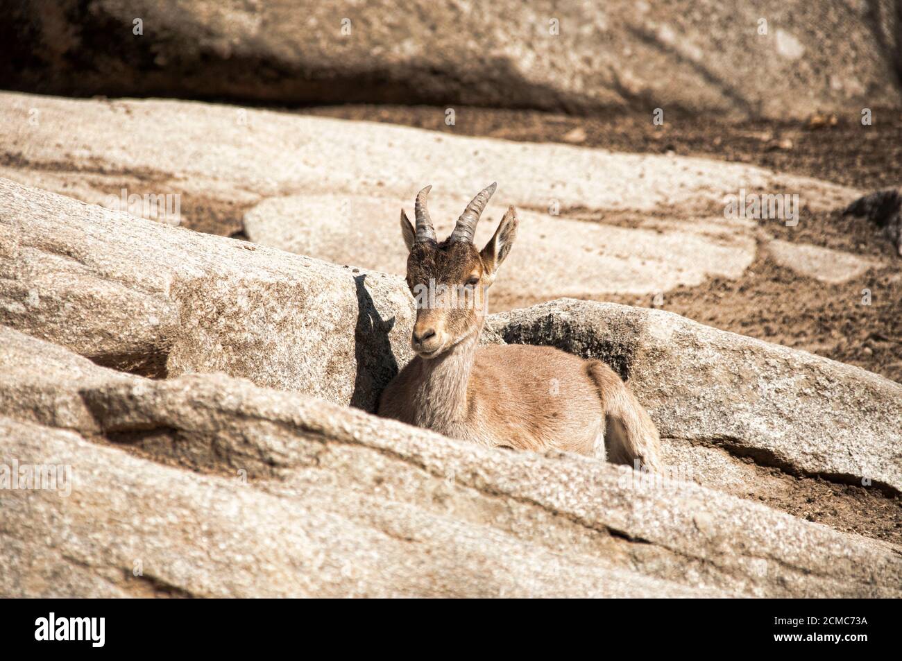 Captive Westspanischer Steinbock auch Gredos ibex (Capra pyrenaica victoriae) genannt, der auf einem Felsen ruht. Es ist eine anfällige Ziege endemisch in Spanien ein Stockfoto