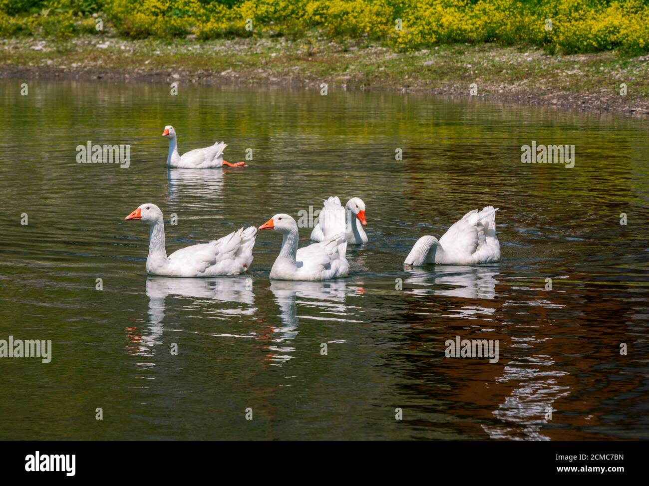 Weiße Gänse mit orangefarbenen Schnäbeln auf dem Seewasser. Heimische