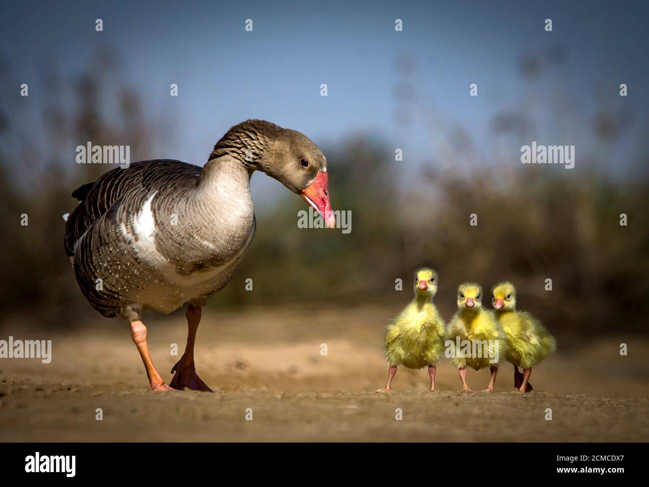 Fliegende Schönheit Stockfoto
