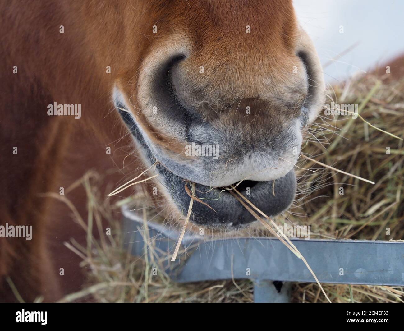 Ein junges Pferd frisst in den kalten Wintermonaten auf einem verschneiten Feld Heu. Stockfoto