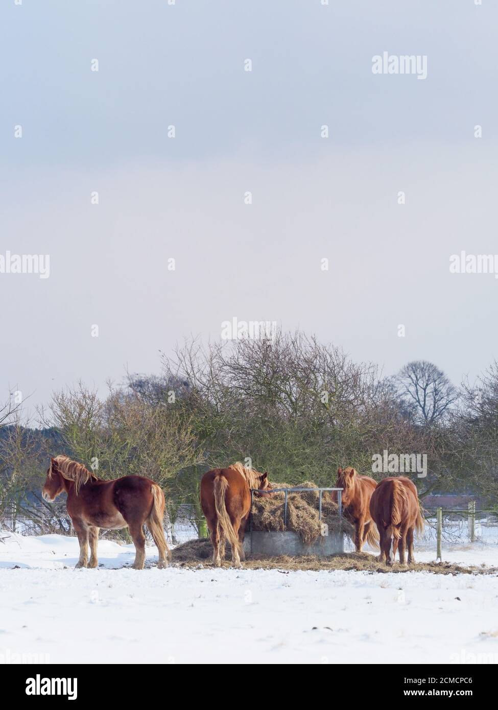 Eine Horde frisst Heu während eines kalten und verschneiten Winters. Stockfoto