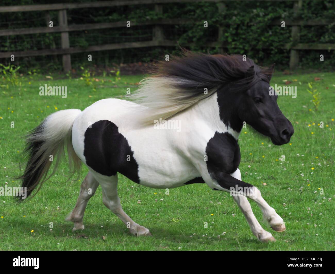 Ein junges Schwarz-Weiß-Miniatur-shetland-Pony spielt in einem Paddock. Stockfoto