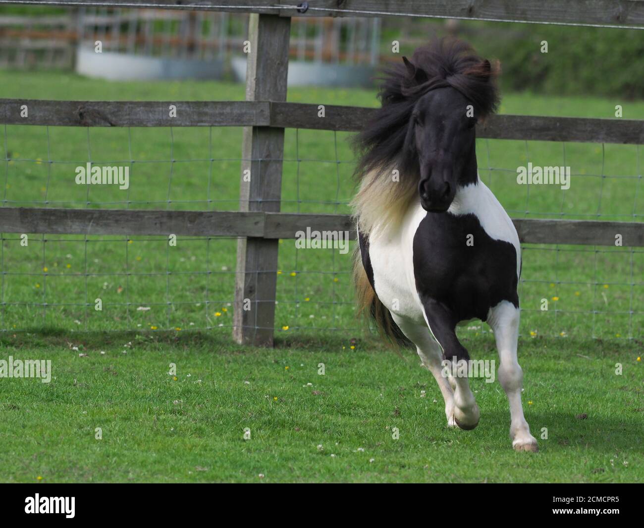 Ein junges Schwarz-Weiß-Miniatur-shetland-Pony spielt in einem Paddock. Stockfoto