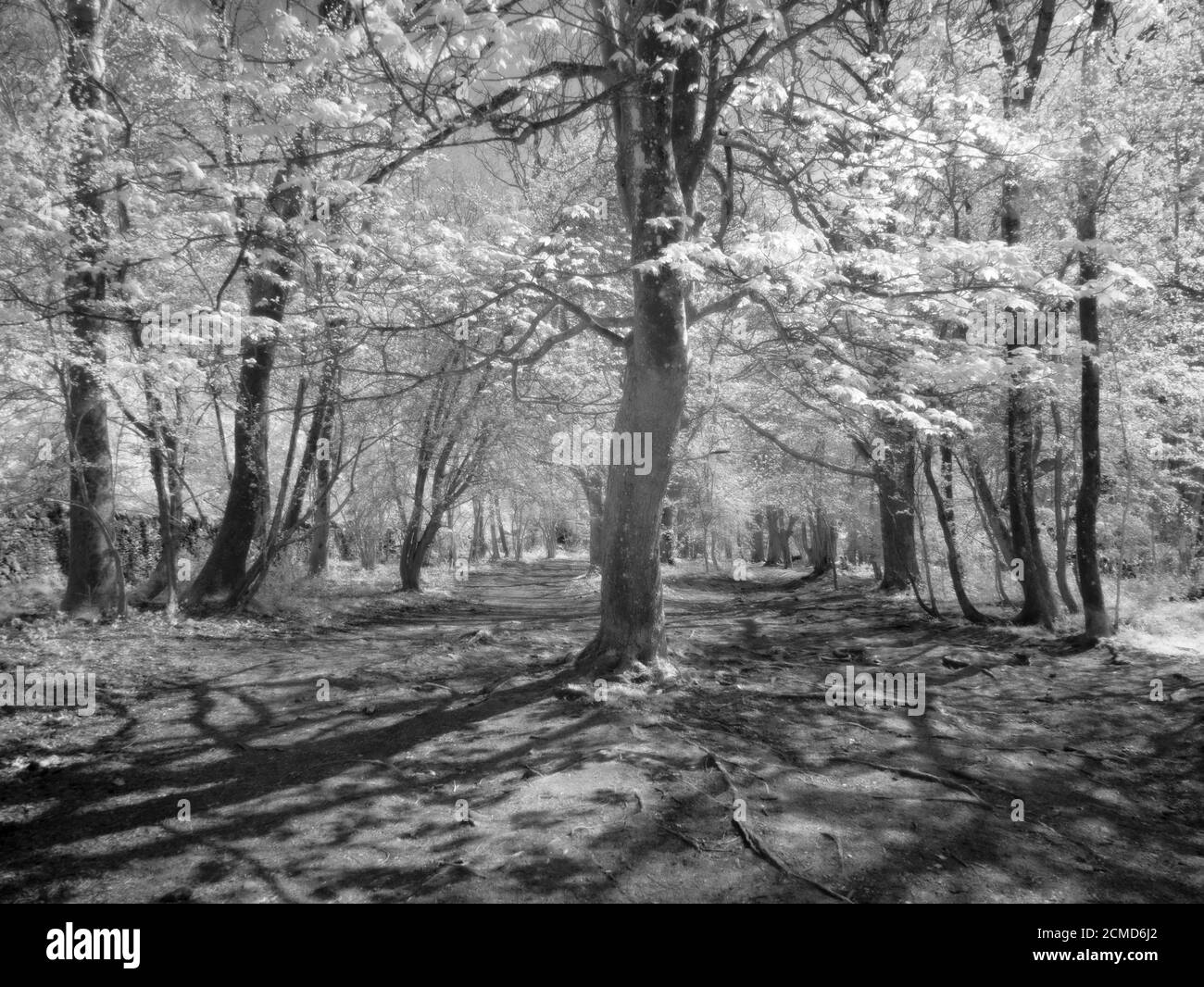 Ein schwarz-weißes Infrarotbild des Sonnenlichts in Kings Wood in den Mendip Hills bei Axbridge, Somerset, England. Stockfoto