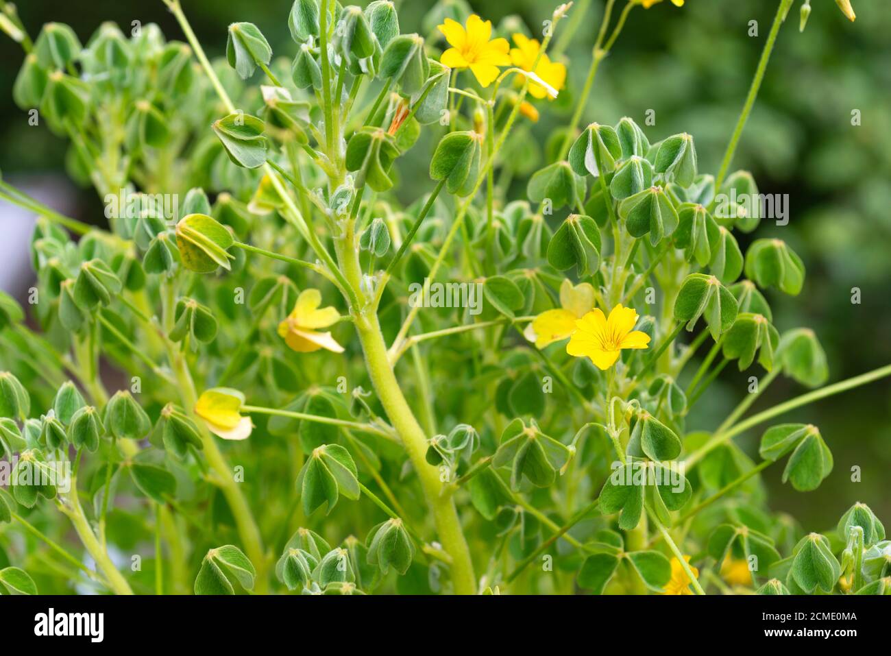 OCA Pflanze (Oxalis tuberosa) 'Oca Creme' wächst in einem Gemüsegarten.  VEREINIGTES KÖNIGREICH Stockfotografie - Alamy