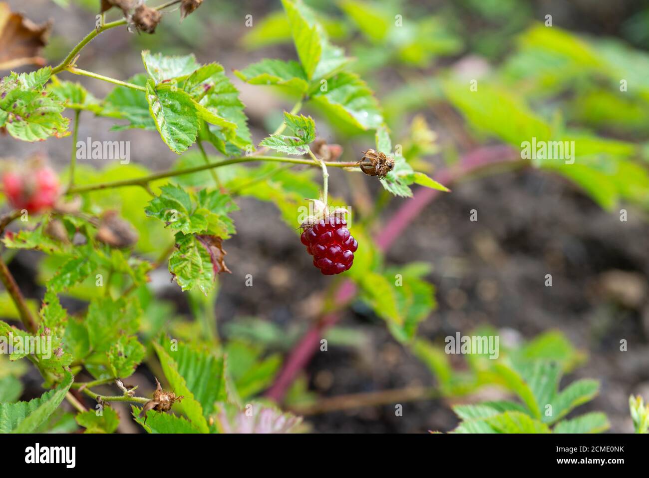 Boysenberry (Boysenberry, Rubus ursinus x idaeus) wächst in einem Gemüsegarten. VEREINIGTES KÖNIGREICH Stockfoto