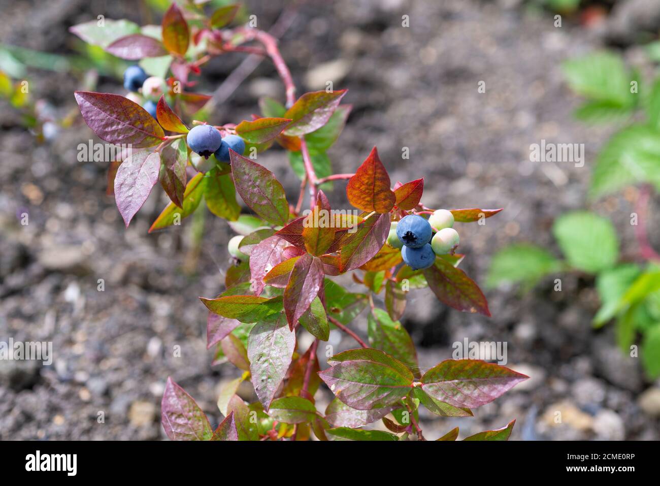 Heidelbeerbusch (Vaccinium corymbosum), der im Gemüsegarten wächst. VEREINIGTES KÖNIGREICH. Stockfoto