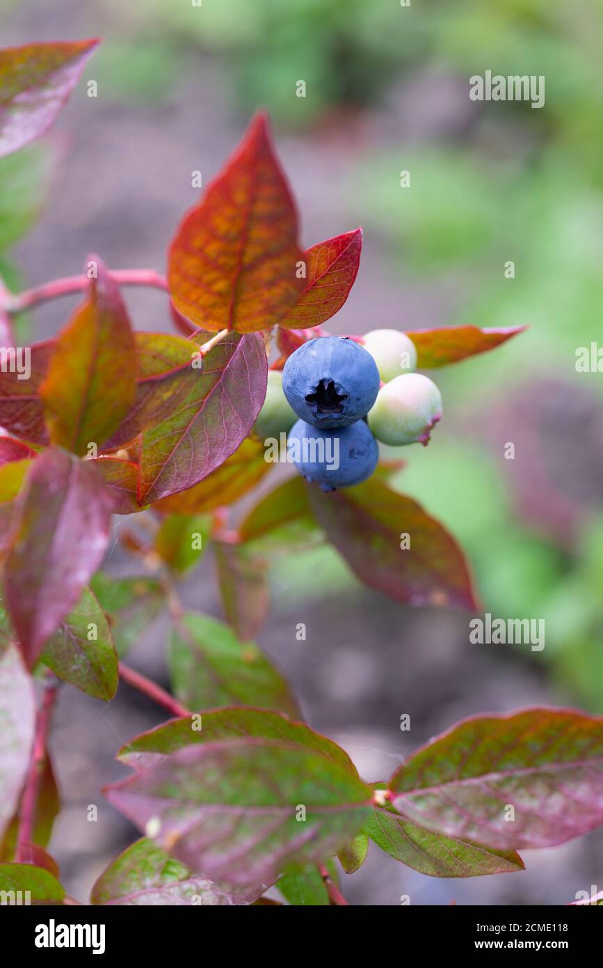 Heidelbeerbusch (Vaccinium corymbosum), der im Gemüsegarten wächst. VEREINIGTES KÖNIGREICH. Stockfoto