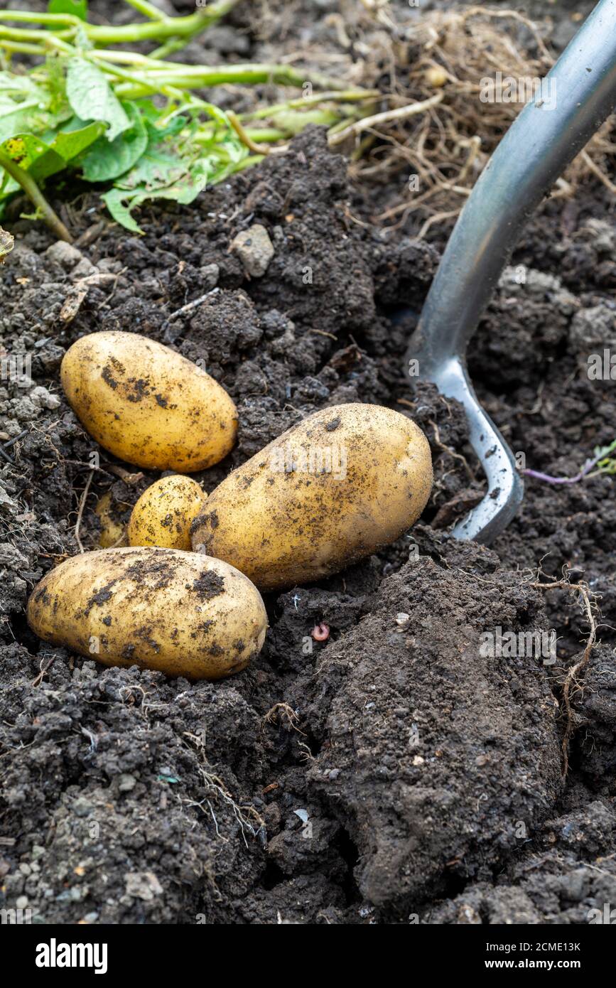 Graben einer Ernte von Charlotte Kartoffeln (Solanum tuberosum) in einem Gemüsegarten. VEREINIGTES KÖNIGREICH. Stockfoto