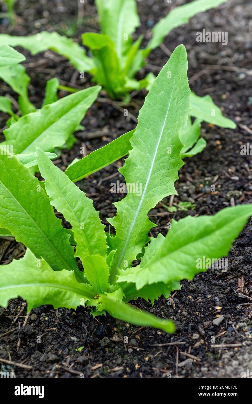 Celtuce (Lactuca sativa var. asparagina) Pflanzen wachsen in einem Gemüsegarten. VEREINIGTES KÖNIGREICH. Stockfoto
