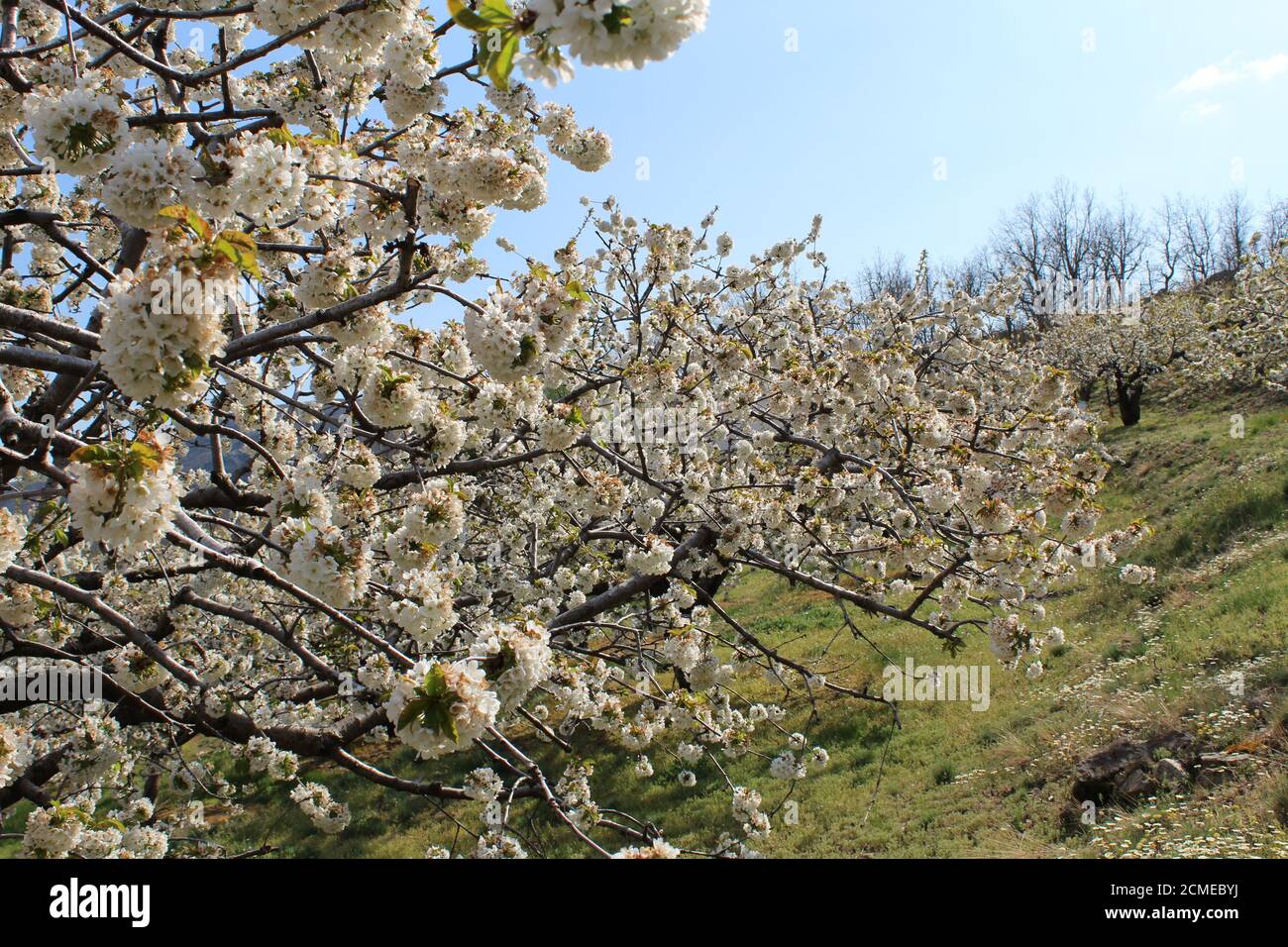 Kirschblüte im Jerte-Tal, Extremadura, Spanien. Stockfoto