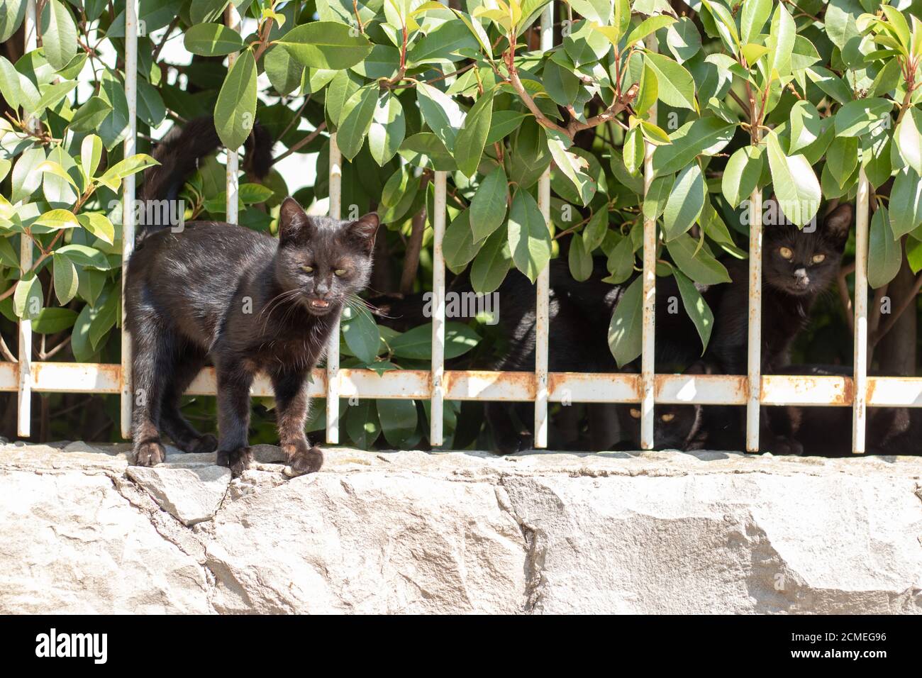 Kleines schwarzes Kätzchen, das mit halb geschlossenen Augen auf dem Zaun steht, den Kameramann anmickend, der Haustier sein will. Sein Bruder steht hinter dem Ofen Stockfoto