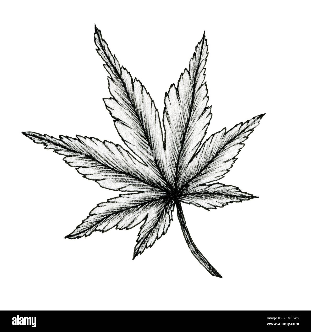 Cannabis schwarze Tinte Blatt Zeichnung isoliert auf weiß, Linie Art Zeichnung eines Blattes, handgezeichnete botanische Illustration, schwarze Blatt Skizze Stockfoto