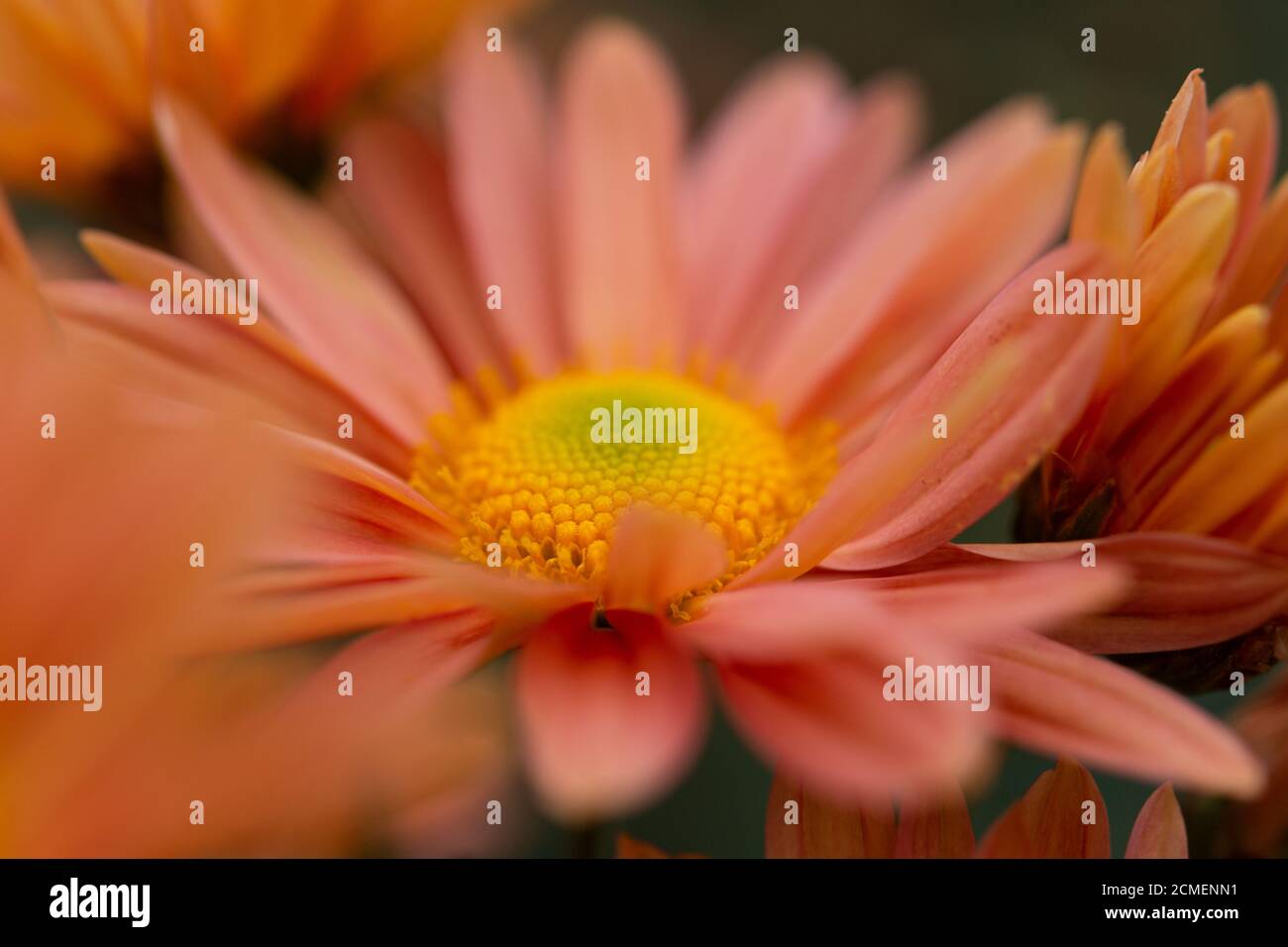 Nahaufnahme der orangefarbenen Chrysantheme. Abstrakte Hintergrund Nahaufnahme der Blütenblätter der Chrysantheme. Herbst Blume Hintergrund. Der Korallenton der Chrysantheme. Stockfoto