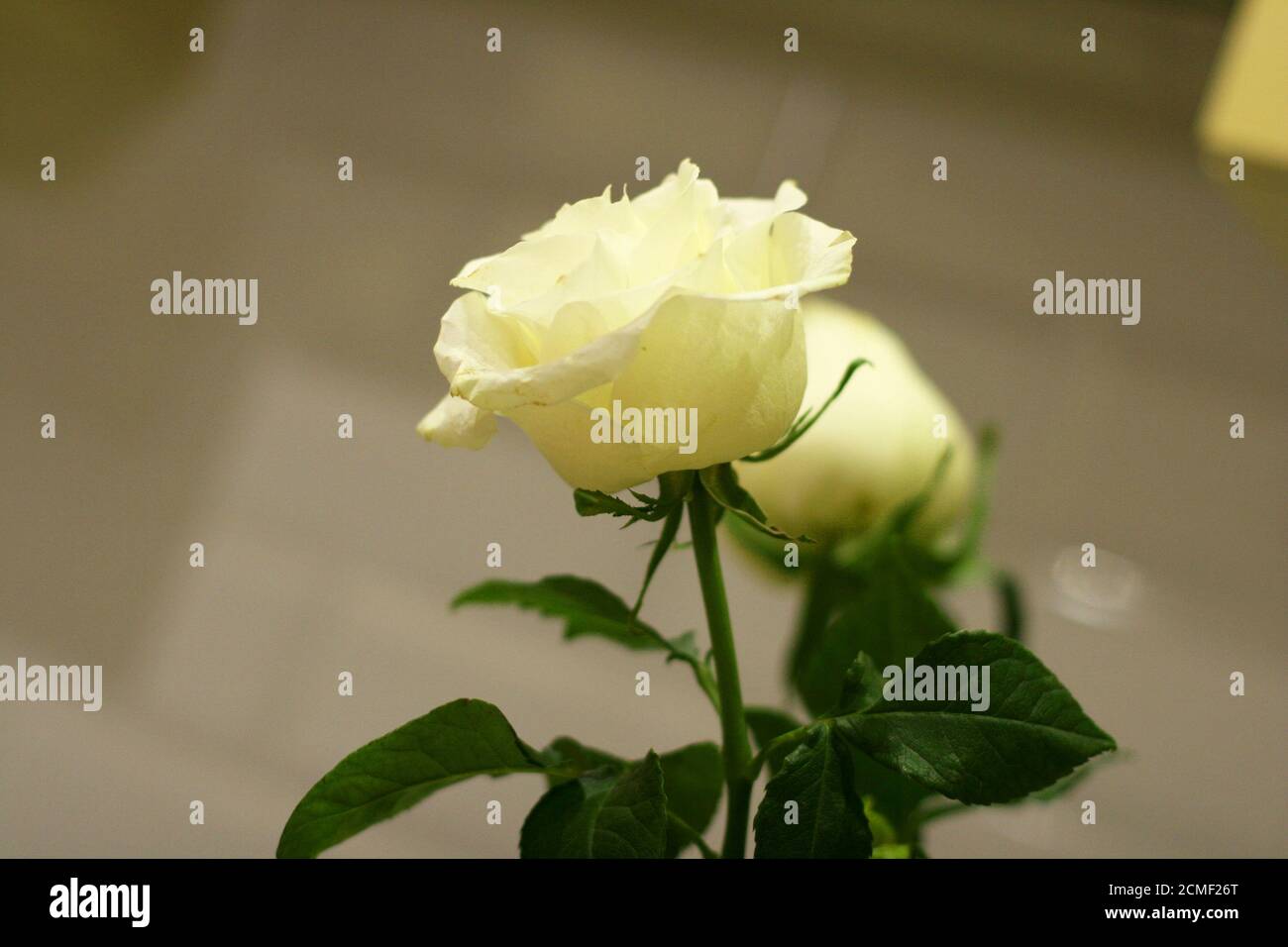 Weiße Rosen mit grünen Blättern auf einem verschwommenen grauen Hintergrund. Stockfoto