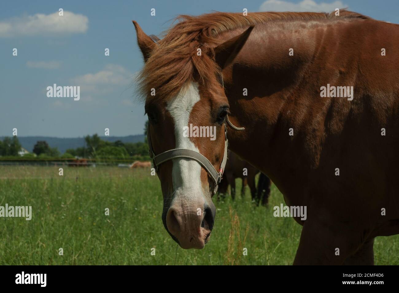 Braunes Pferd auf der Weide, Nahaufnahme eines Körperteils Stockfoto