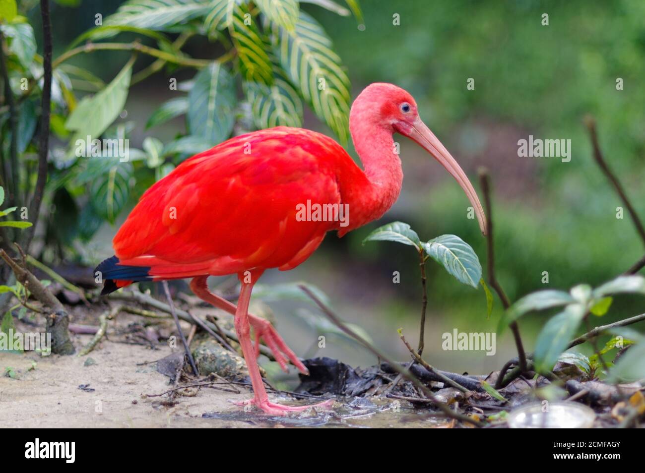 Red Scarlet Ibis in Bird Park, Kuala Lumpur, Malaysia KL Stockfoto