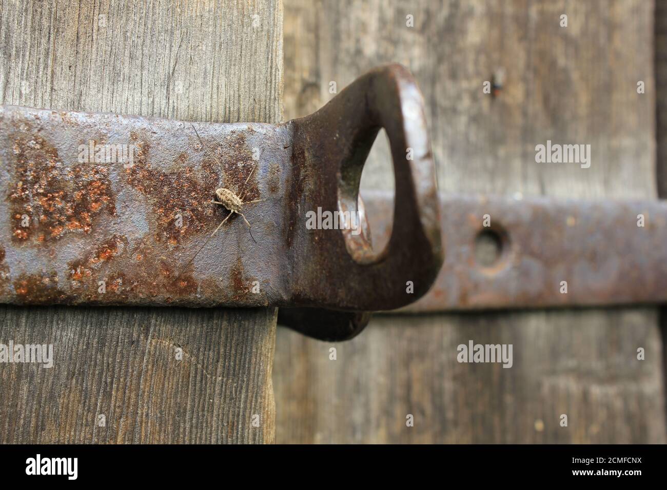 Alte Holztür mit rostigen Schrauben 20555 Stockfoto
